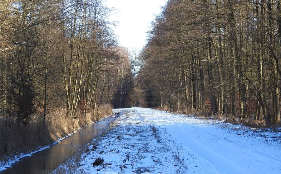 Wintervogelerfassung 2025 in Mecklenburg-Vorpommern