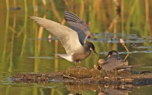 Trauerseeschwalben in Klepelshagen